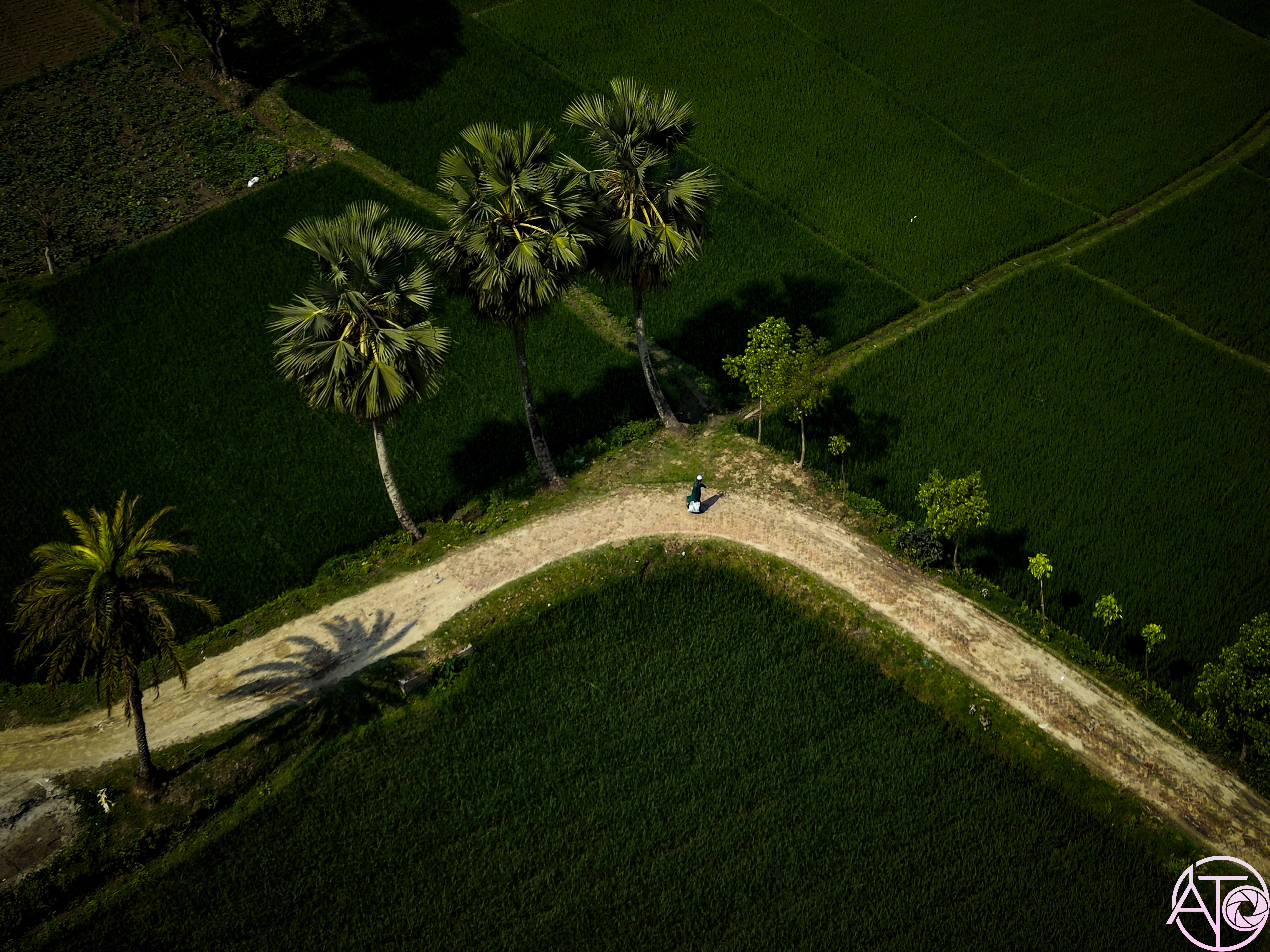 Aerial view of a winding road through lush green rice fields