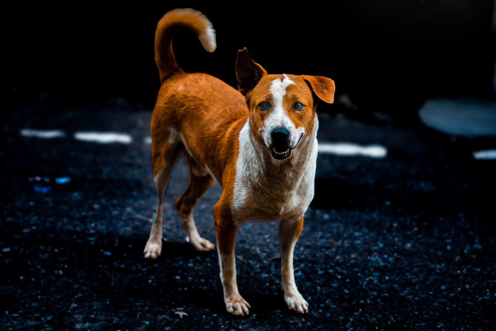 Stray dog standing alert on an empty street