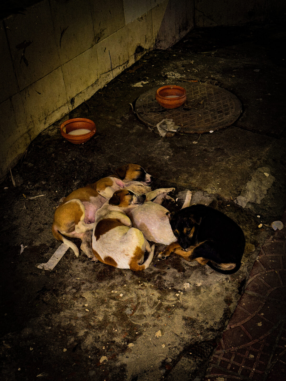 Litter of puppies sleeping together on the pavement