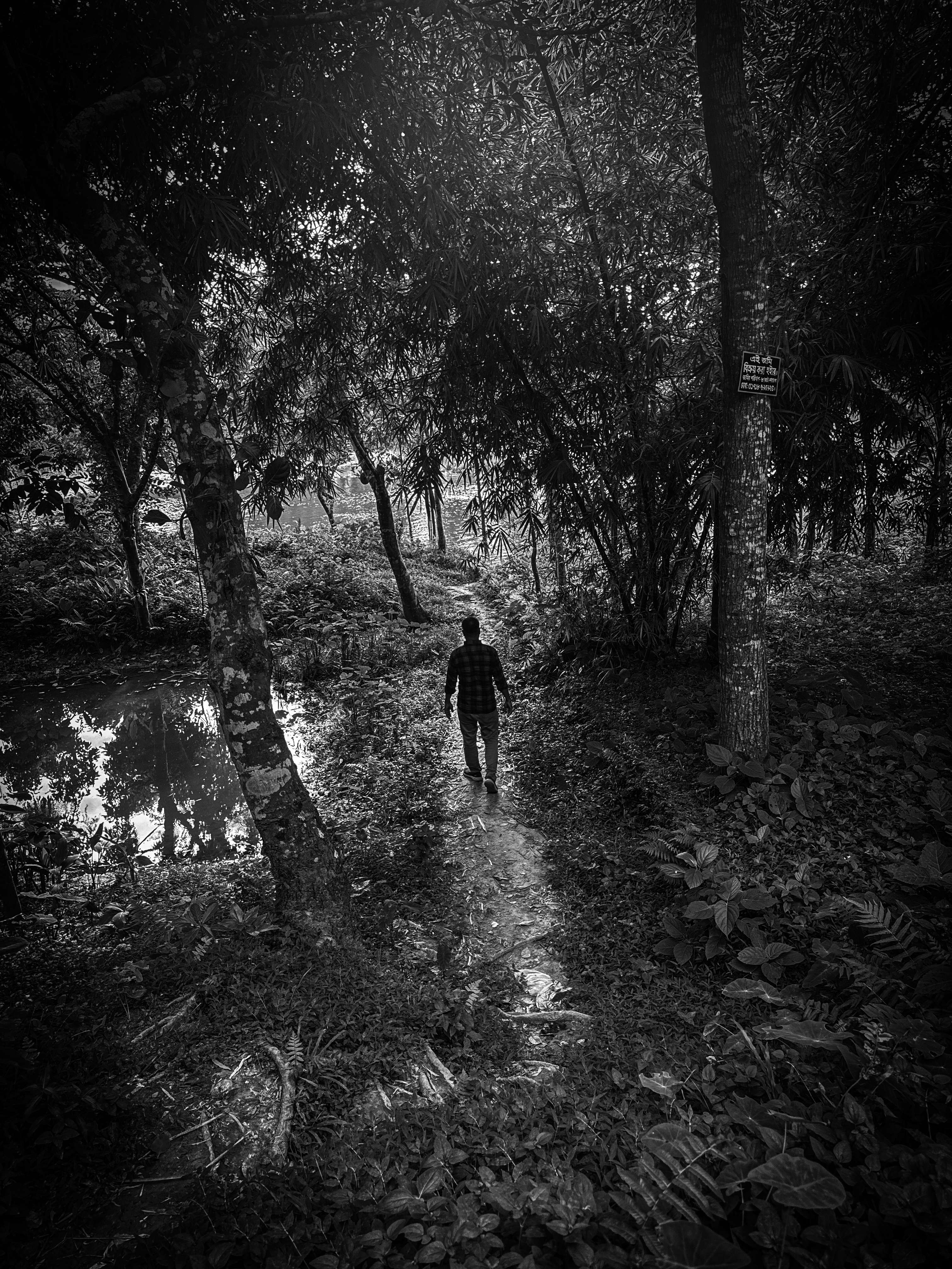 A lone person walking through a quiet forest path